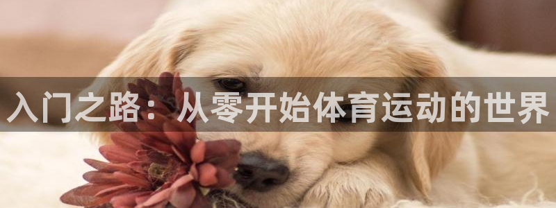 意昂体育和杏耀是哪个公司的